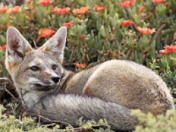 Renard gris d&#039;Argentine